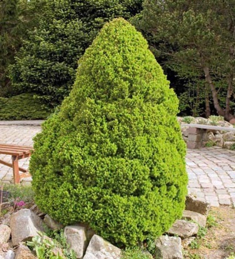 Picea glauca Conica - Cukorsüvegfenyő 
