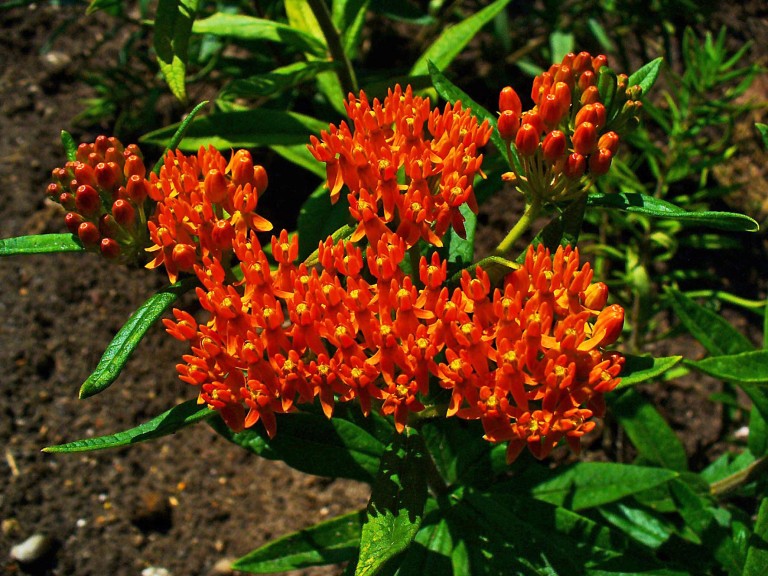 Asclepias tuberosa - Narancskrepin