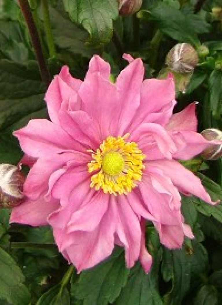 Anemone  Fantasy Pocahontas - Szellőrózsa