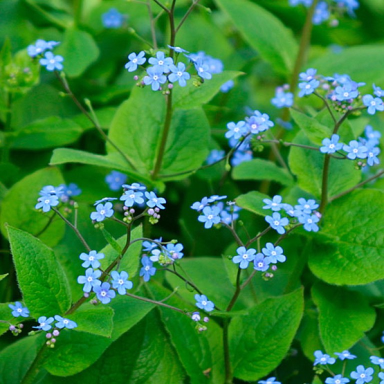 Brunnera macrophylla - Kaukázusi nefelejcs