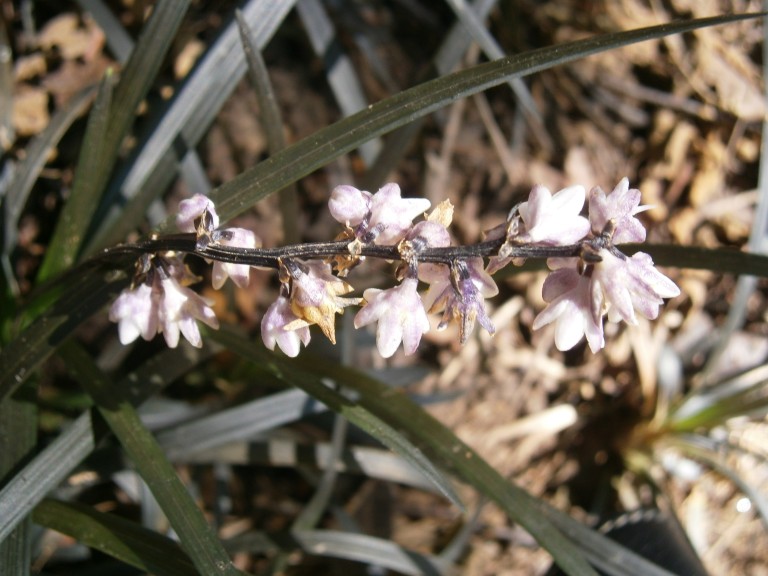Ophiopogon planiscapus Niger - Fekete kígyószakáll