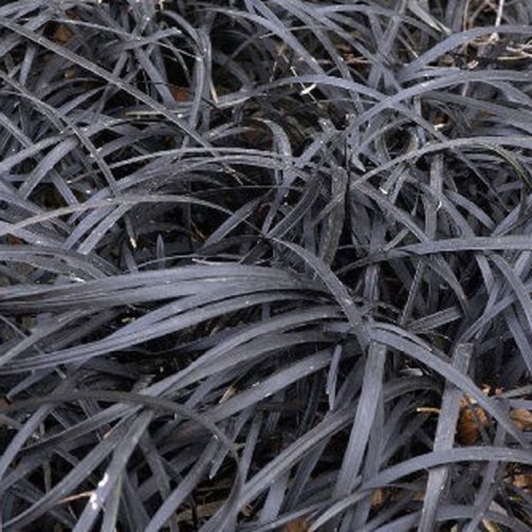 Ophiopogon planiscapus Niger - Fekete kígyószakáll