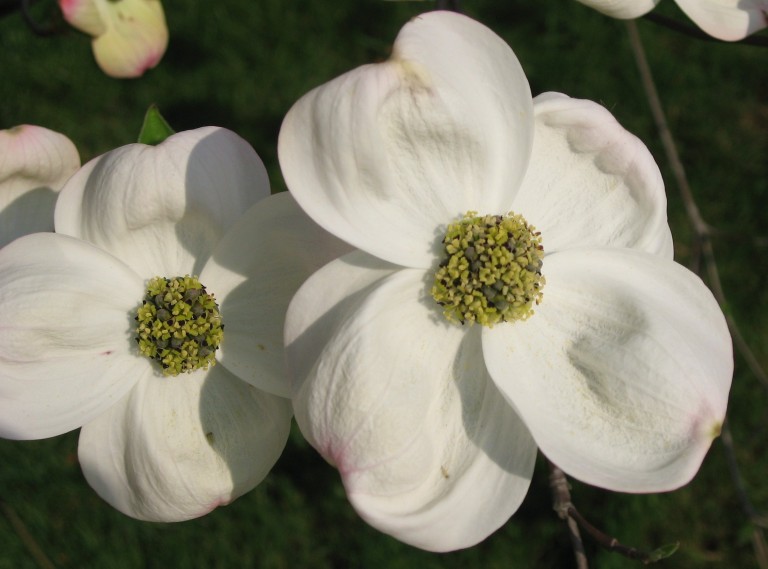 Cornus florida - Virágos som