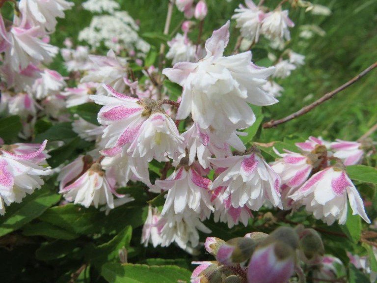 Deutzia scabra Codsal Pink - Érdes levelű gyöngyvirágcserje