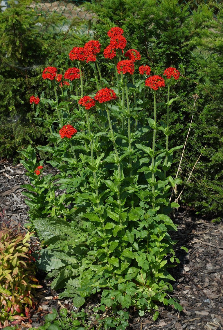 Lychnis chalcedonica  - Égő szerelem