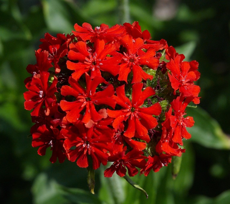 Lychnis chalcedonica  - Égő szerelem
