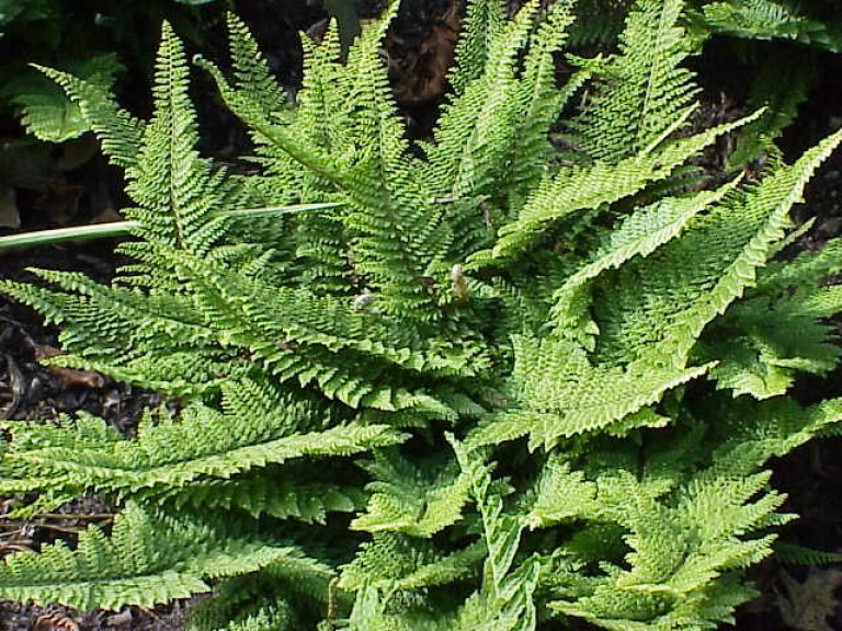 Polystichum setiferum - Díszes vesepáfrány