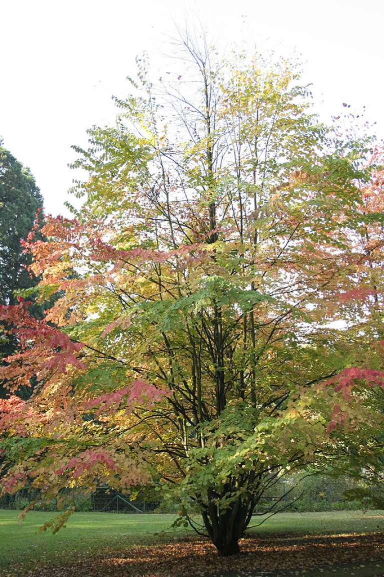 Cercidiphyllum japonicum - Kislevelű kacsura fa