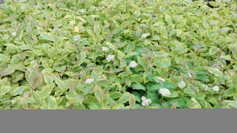 Cornus alba Gouchaltii - Tarka som