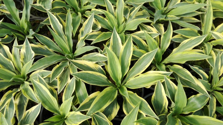 Hosta Wolverine - Árnyékliliom