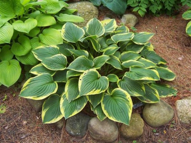 Hosta fortunei Aureomarginata - Árnyékliliom
