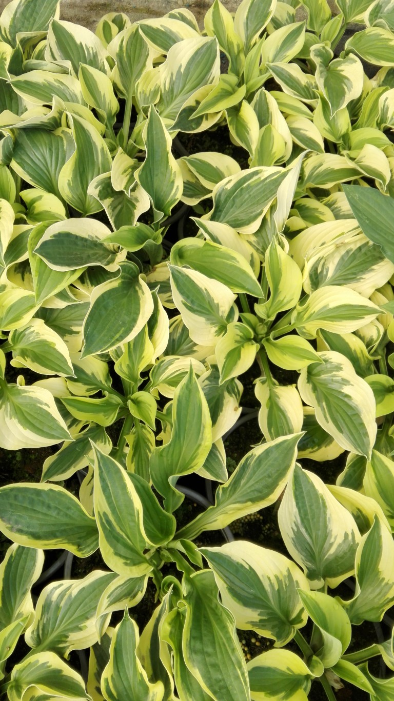 Hosta Wide Brim - Árnyékliliom