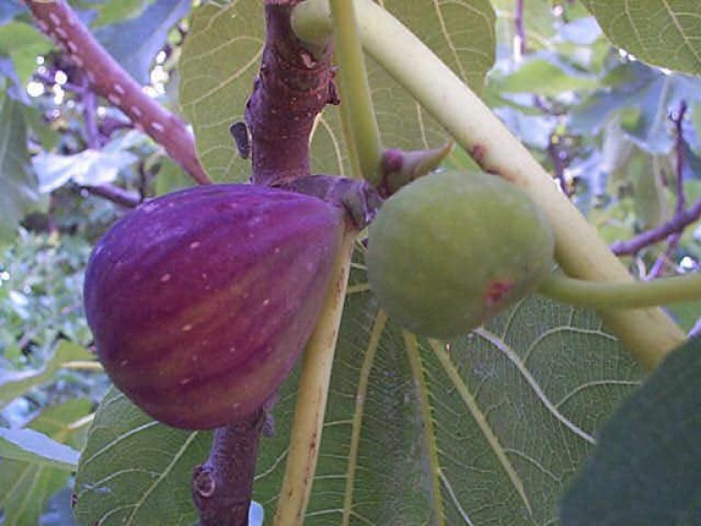 Ficus carica Brogiotto Nero - Lila termésű füge