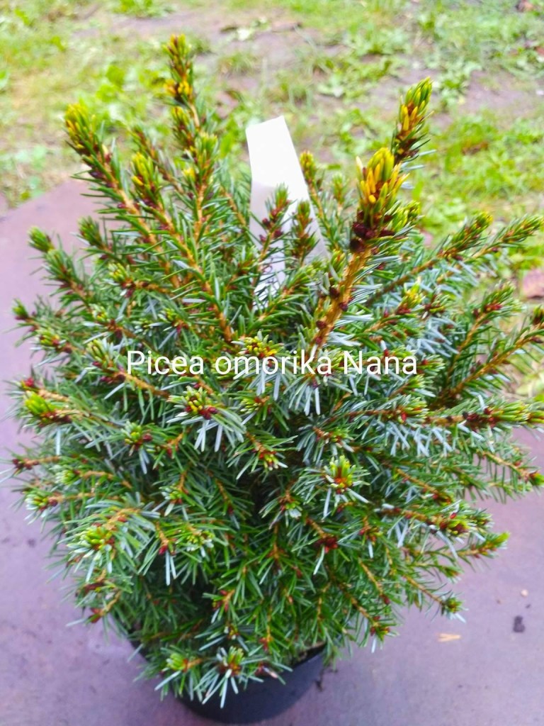 Picea omorika 'Nana' - Törpe szerb lucfenyő