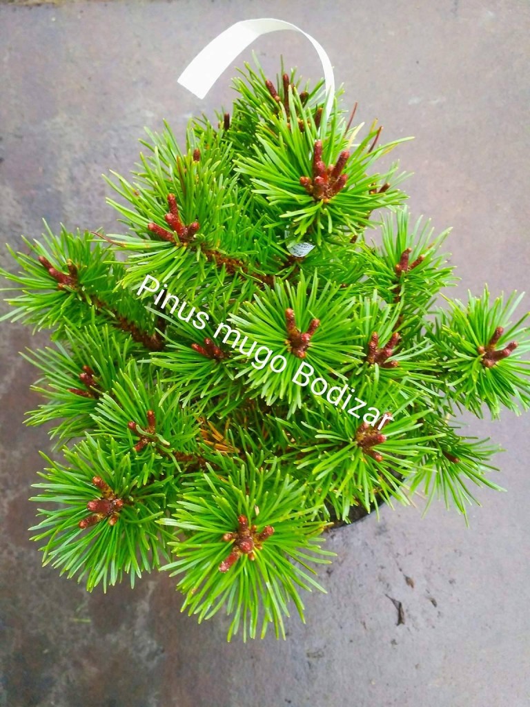 Pinus mugo 'Bozidar' - Havasi törpefenyő