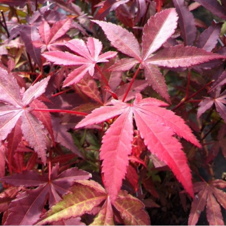 Acer palmatum Atropurpureum - Japán juhar