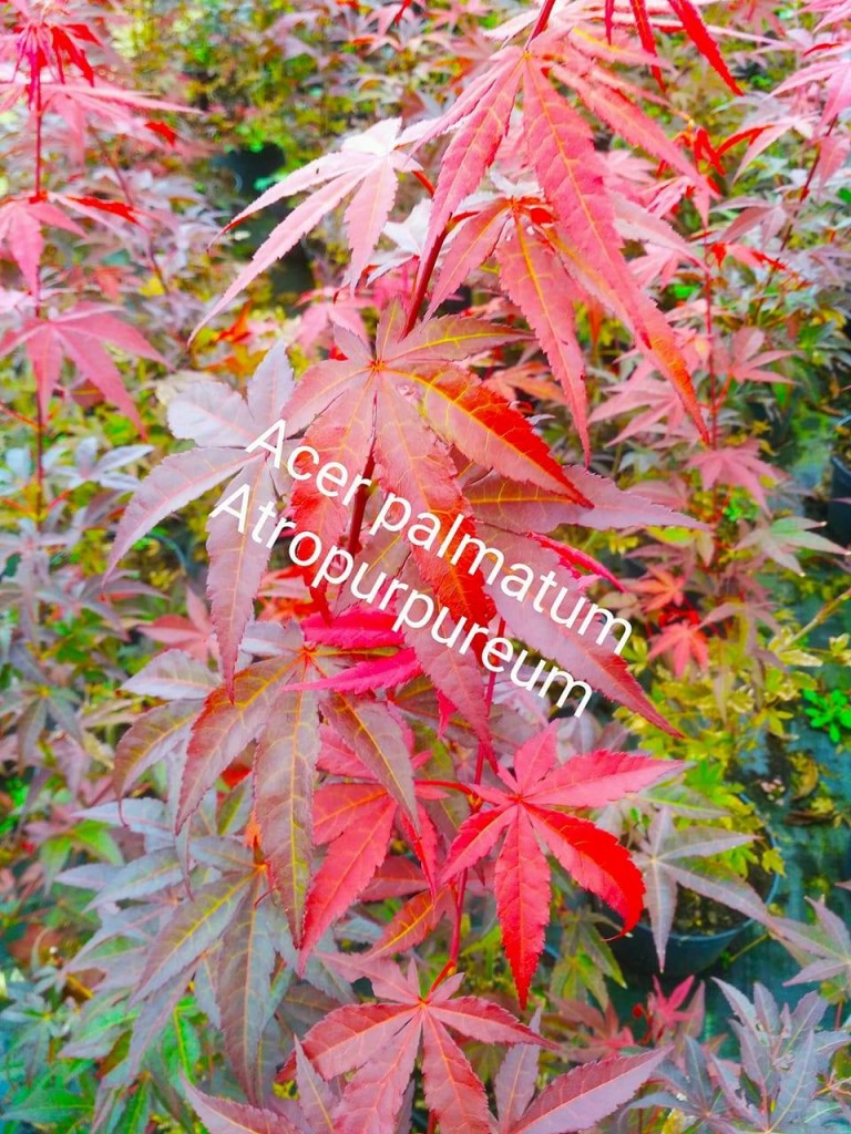 Acer palmatum Atropurpureum - Japán juhar