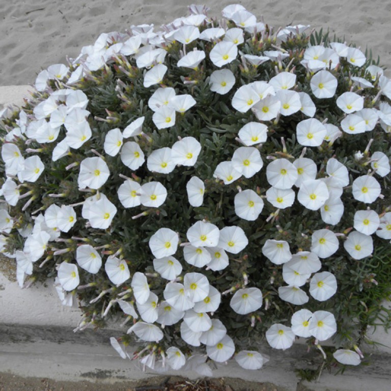 Convolvulus cneorum - Ezüstös hajnalka