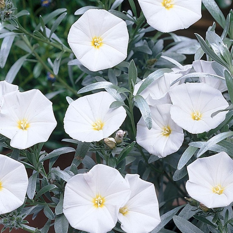 Convolvulus cneorum - Ezüstös hajnalka