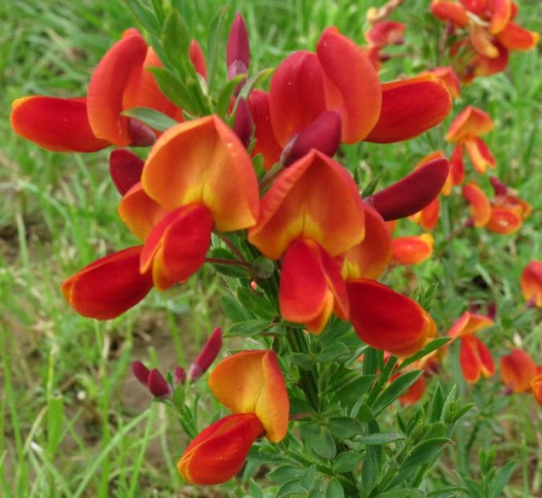 Cytisus Lena - Zanót