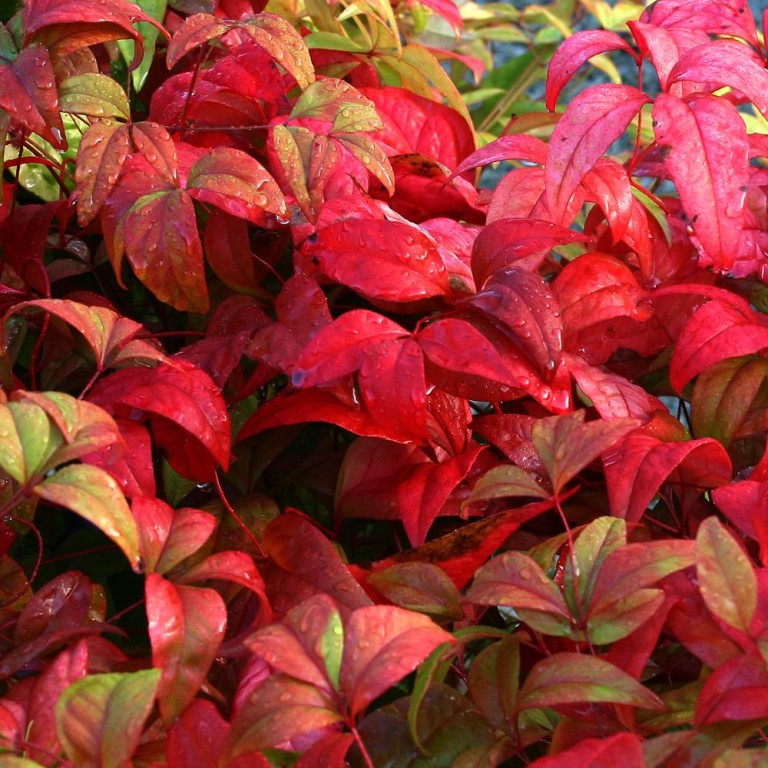 Nandina domestica Firepower - Japán szentfa