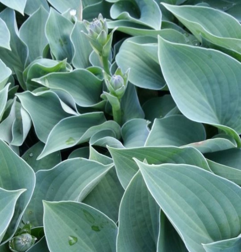 Hosta Blue Cadet - Árnyékliliom