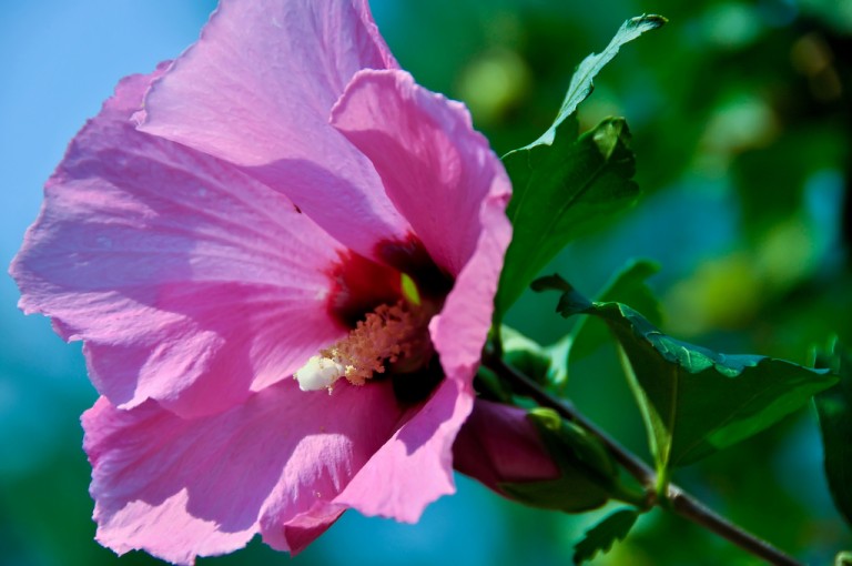 Hibiscus syriacus Minerva - Mályvacserje