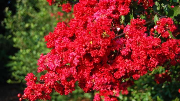 Lagerstroemia indica Rubra Magnifica - Kínai selyemmirtusz