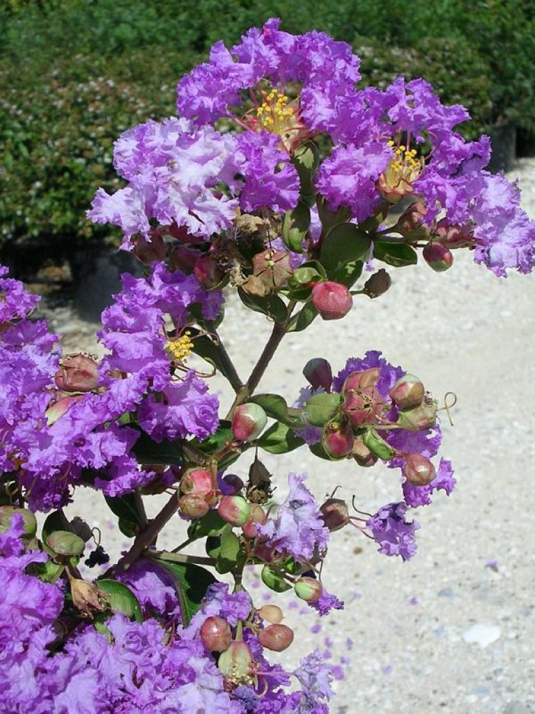Lagerstroemia indica Superviolacea - Kínai selyemmirtusz