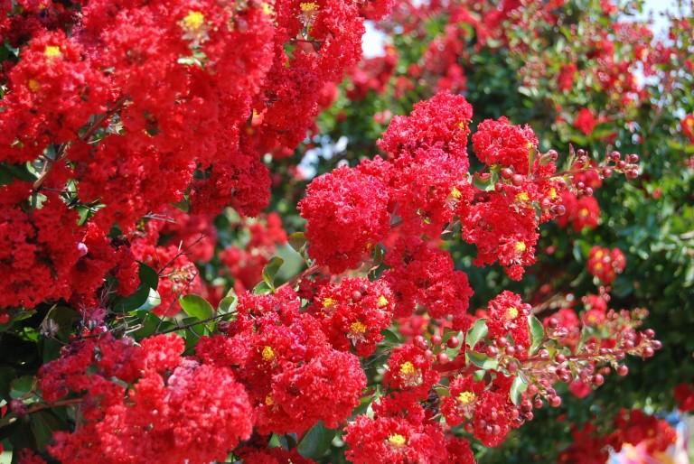 Lagerstroemia indica Dynamite - Kínai selyemmirtusz