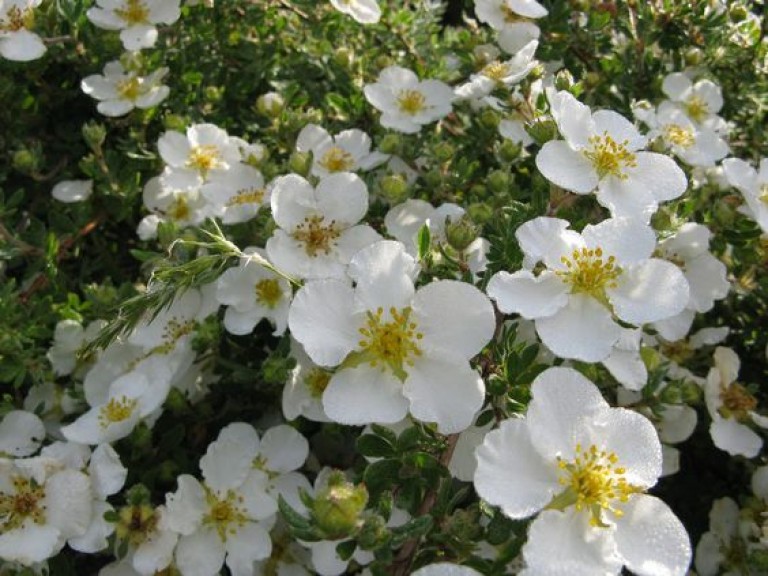 Potentilla fruticosa Abbotswood - Cserjés pimpó