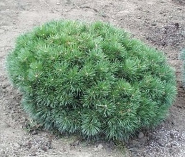 Pinus sylvestris Cuha – Törpe erdeifenyő