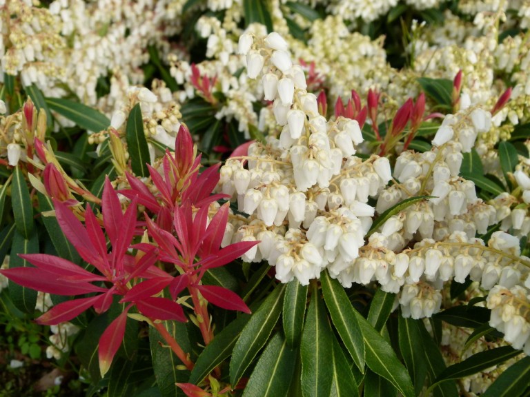 Pieris japonica Forest Flame - Babérhanga