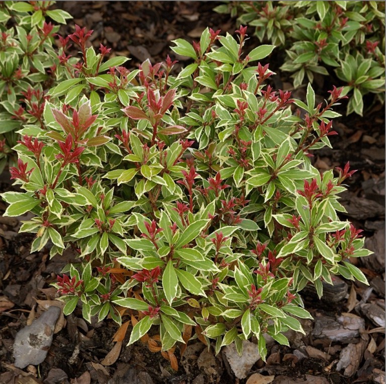 Pieris japonica Little Heath - Babérhanga
