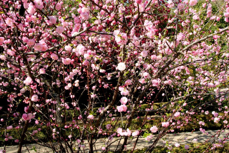 Prunus triloba Multiplex - Babarózsa