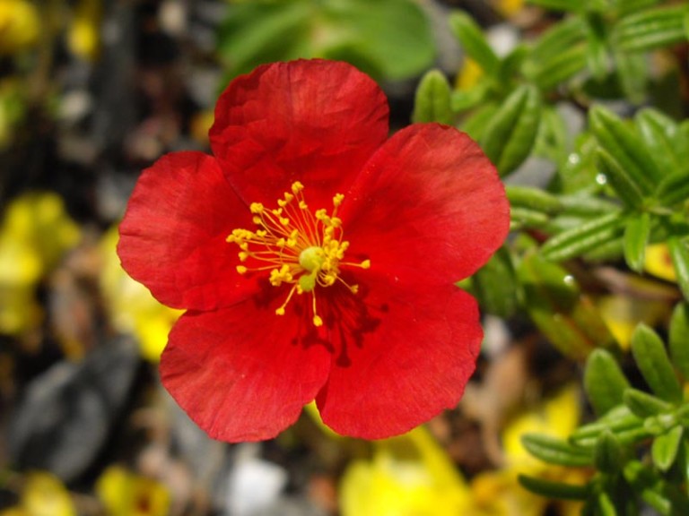 Helianthemum  Red Dragon - Napvirág