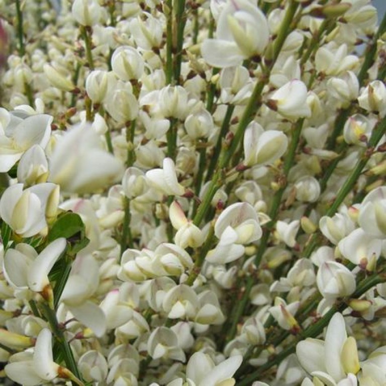 Cytisus Albus - Zanót