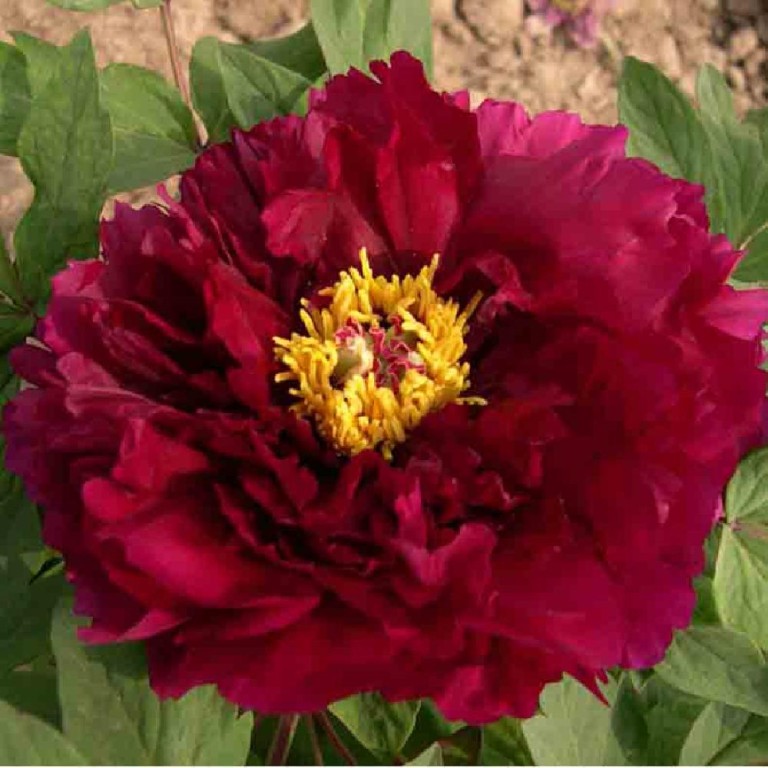 Paeonia suffruticosa Wu Jin Yao Hui - Bazsarózsa