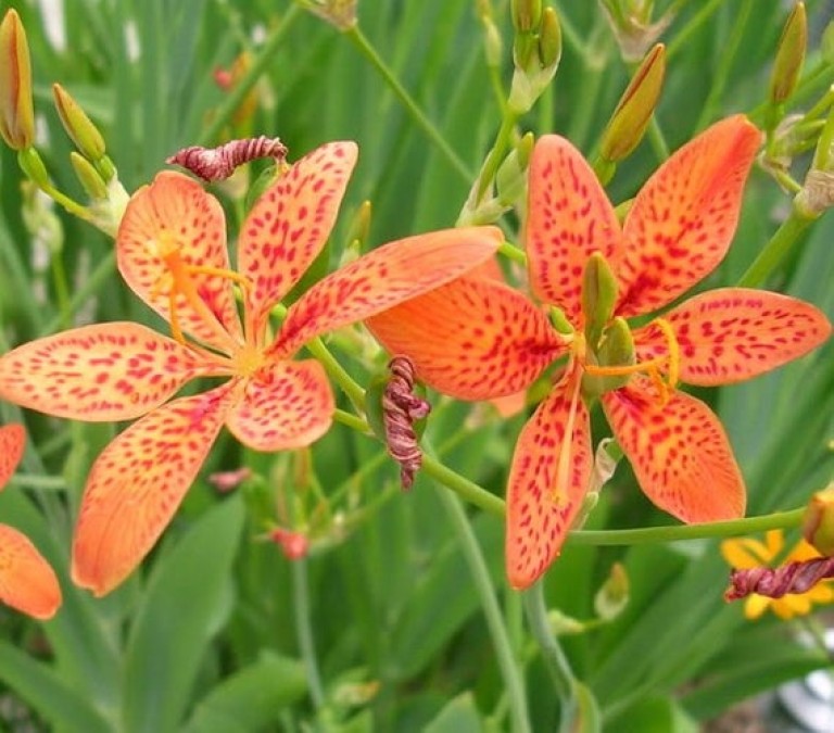 Belamcanda chinensis - Párducvirág