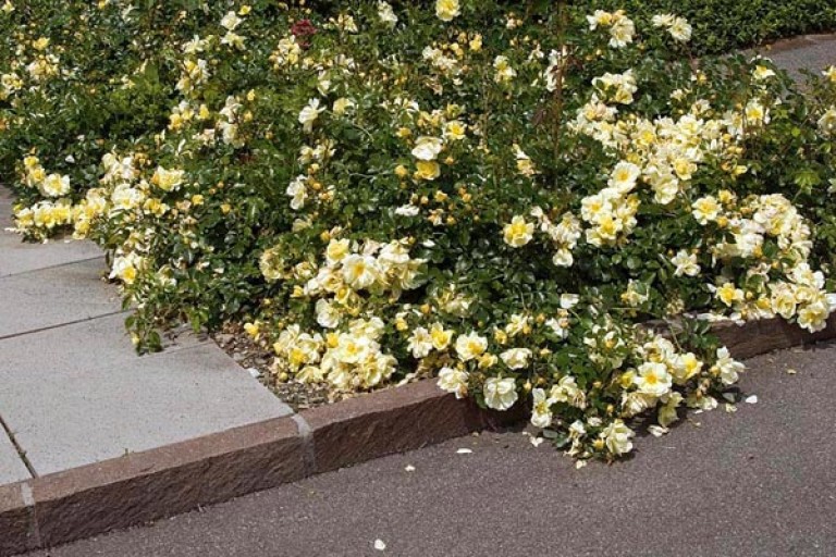Rosa Golden Sun - Talajtakaró rózsa
