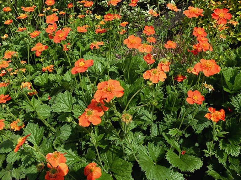 Geum coccineum Borisii - Skarlátvörös gyömbérgyökér