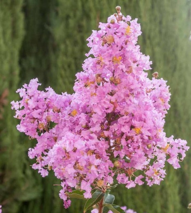 Lagerstroemia indica Lipan - Kínai selyemmirtusz