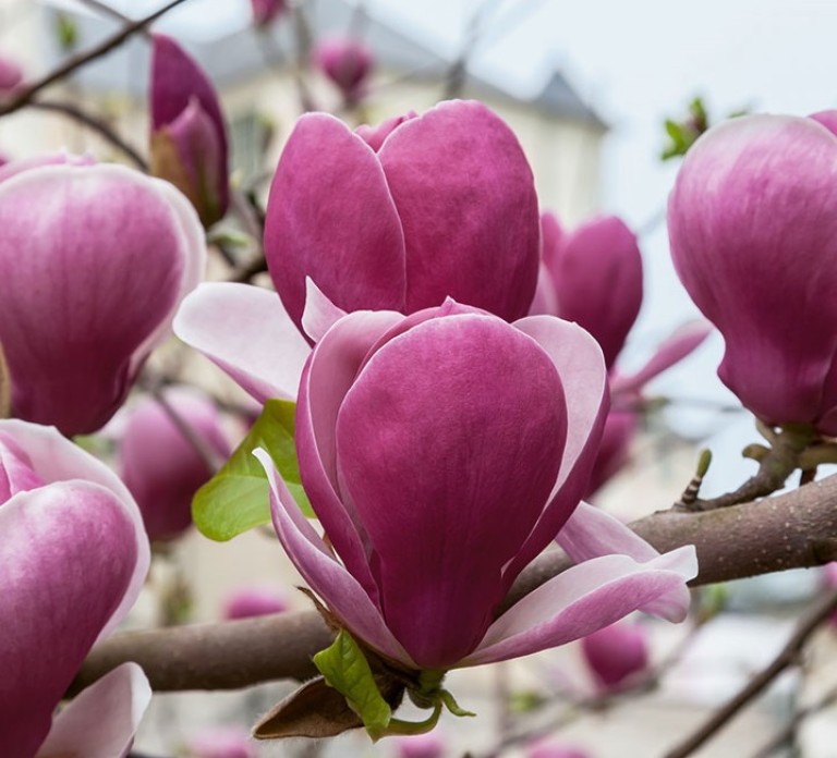 Magnolia Rustica Rubra - liliomfa