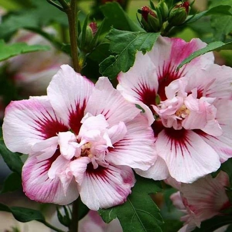 Hibiscus syriacus Lady Stanley - Mályvacserje