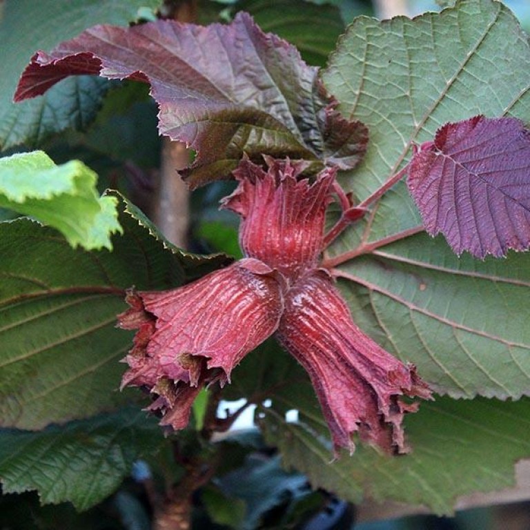 Corylus avellana Red Zeller  - Étkezési mogyoró