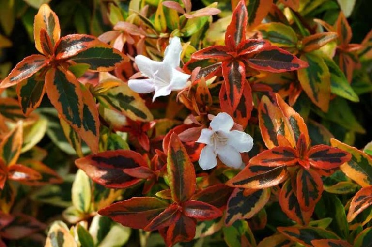 Abelia grandiflora Kaleidoscope - Tarka tárnicslonc