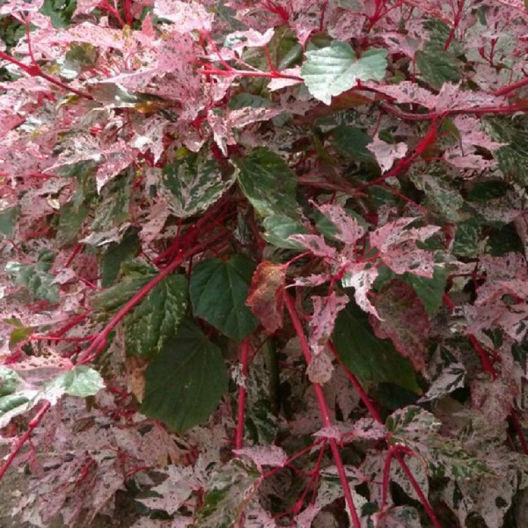 Acer conspicuum Red Flamingo - Vörös flamingó juhar
