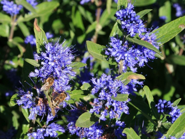 Caryopteris clandonensis Kew Bleu - angol kékszakáll
