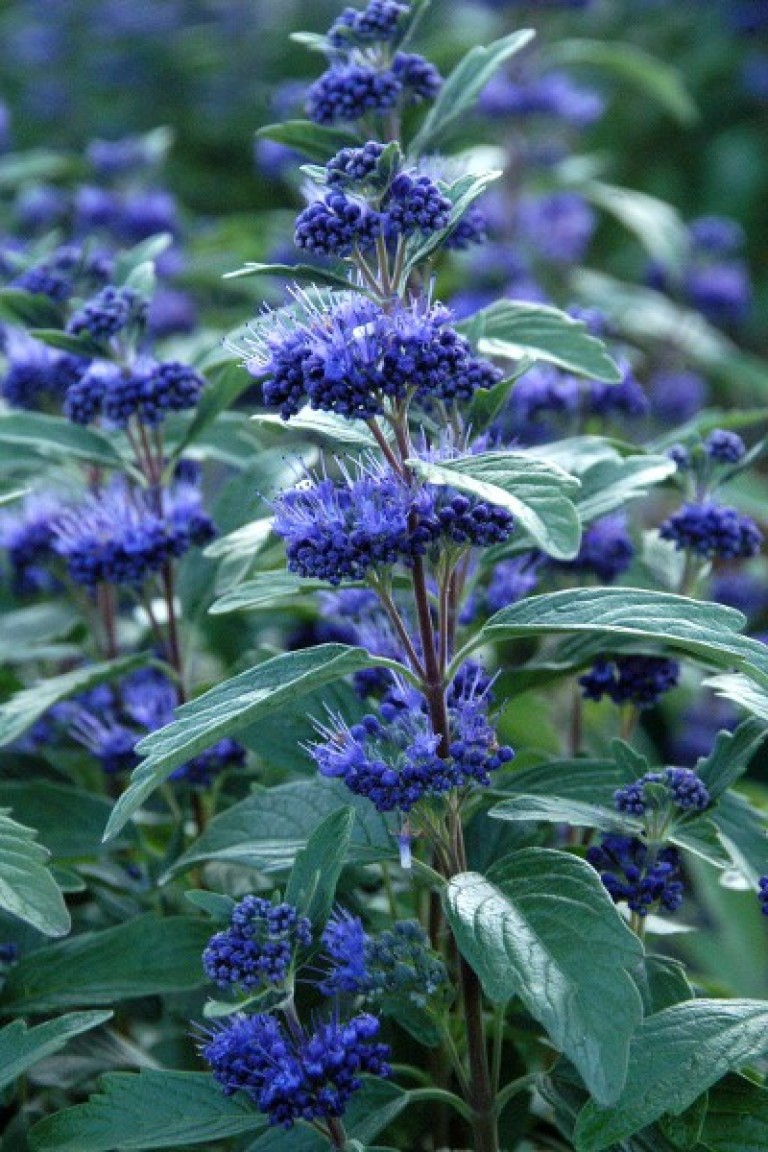 Caryopteris clandonensis Grand Bleu - angol kékszakáll