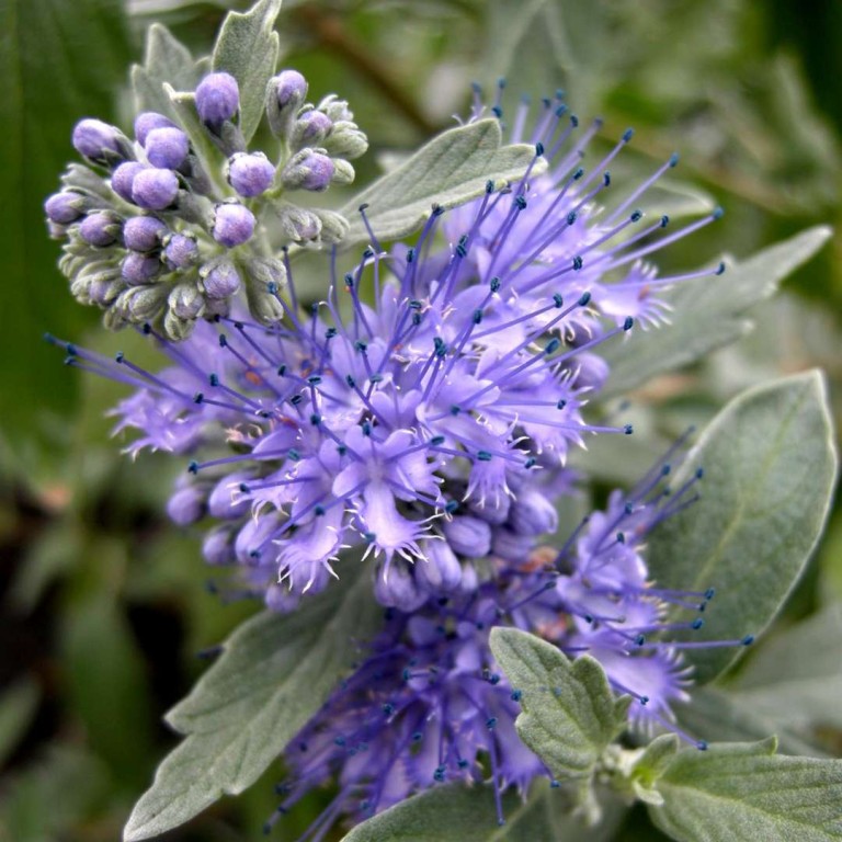 Caryopteris clandonensis Sterling Silver - angol kékszakáll